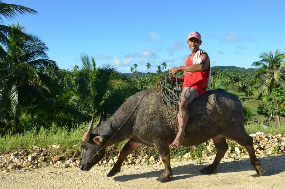 man in red shirt riding black water buffalo during daytime